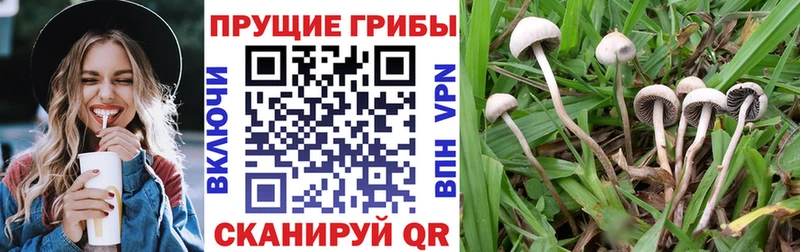 ОМГ ОМГ ссылка  Спасск  Галлюциногенные грибы Magic Shrooms 